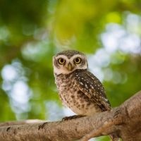 spiritual beliefs about when you hear an owl