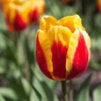 tulip flowers