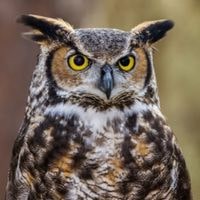 what does it mean if you hear an owl