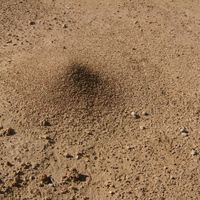 different ways to get rid of ant hills