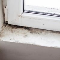 different ways to get rid of mold spores in the air