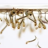 different ways to kill mosquito larvae