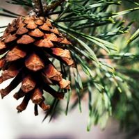 different ways to save a dying pine tree