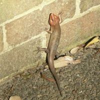get rid of lizards on porch