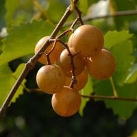 grow muscadine grapes