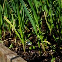 guide to get rid of onion grass