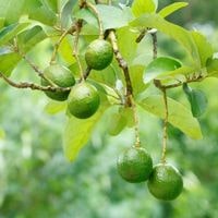 guide to prune an avacado tree