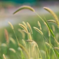 how to get rid of foxtail grass