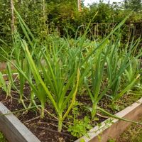 how to get rid of onion grass