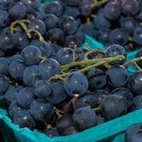 how to grow muscadine grapes