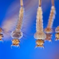 how to kill mosquito larvae