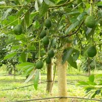 how to prune an avacado tree