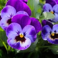 pansy plants on a grave sites