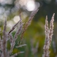 ways to get rid of foxtail grass
