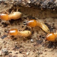 ants eat termites