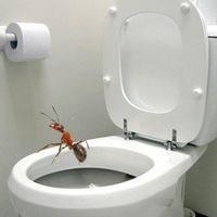 ants in my toilet