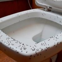 ants in toilet