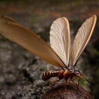 are flying termites able to eat wood