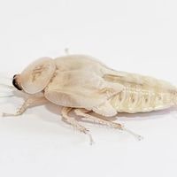 are white roaches poisonous