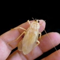 are white roaches really poisonous