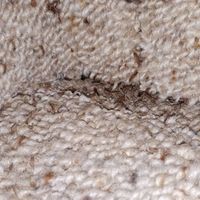 bed bugs in carpet