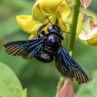 black carpenter bees