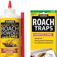 boric acid to kill a cockroach