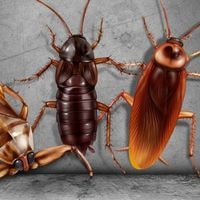 bugs that look like baby roaches