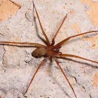 can a brown recluse kill you