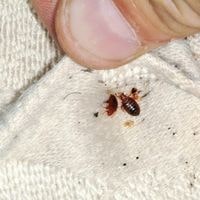 can bed bugs bite through clothing