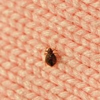 can bed bugs bite thru clothing