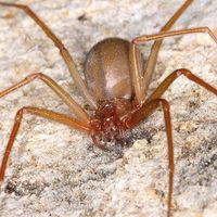 can brown recluse kills