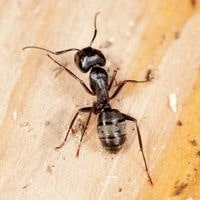 carpenter ants in house