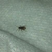 carpet beetle in bed