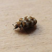 carpet beetle in the bed issue
