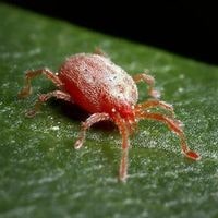 chiggers living areas