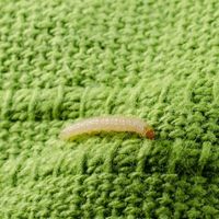 cloth moth larva
