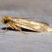 cloth moths