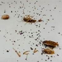 cockroach smear marks