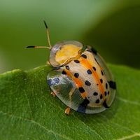 details about a shallow bug