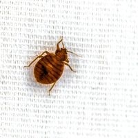 do bed bugs like the cold weather
