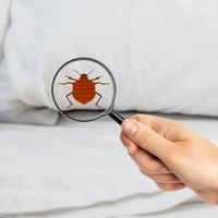 do bed bugs like the cold