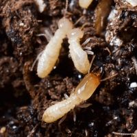 does mulch attract termites