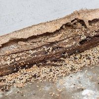 Drywall Signs Of Termites