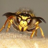 dying wasp behavior