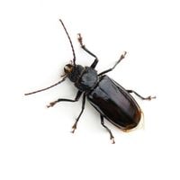 flea beetle in house