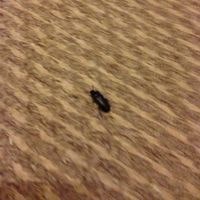 get rid of flea beetle in house