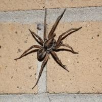 get rid of spiders in garage