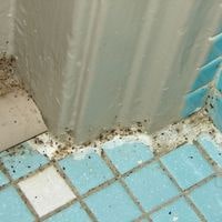 get rid of tiny brown bugs in bathroom