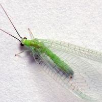 green lacewing larvae